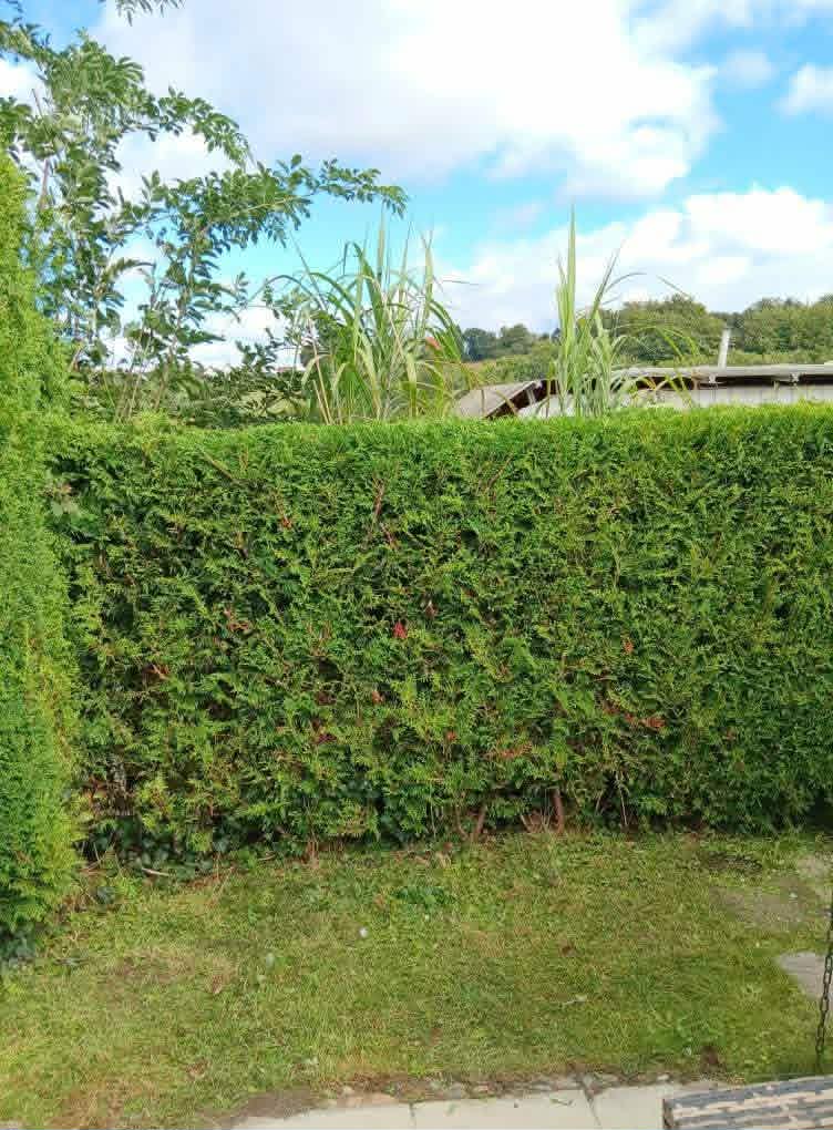 Thuja-Hecke – Nachher