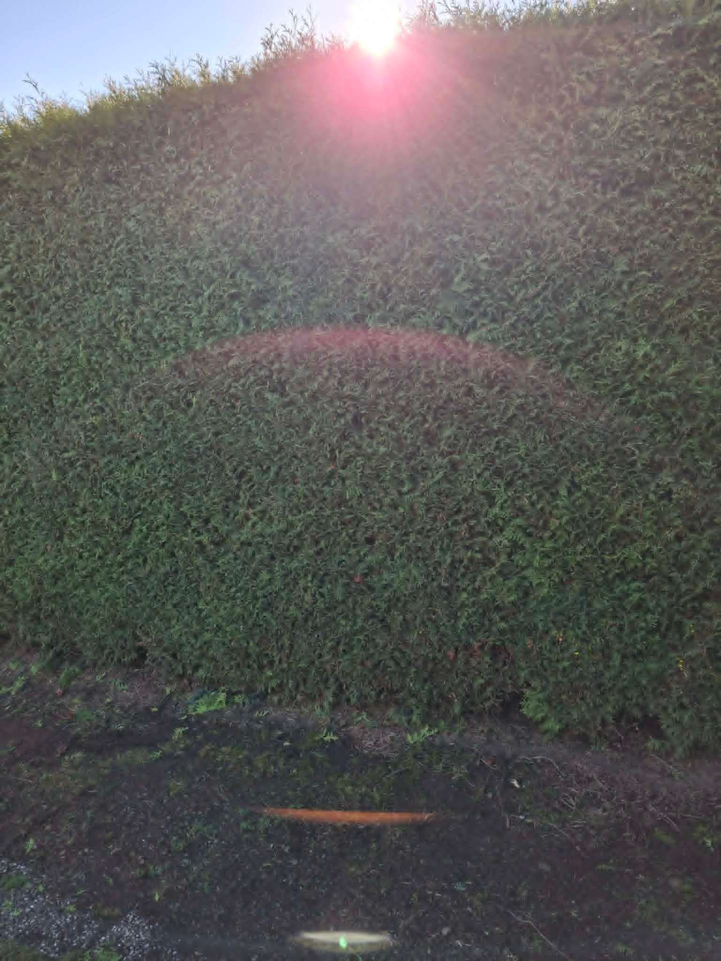 Hecke im Detail – Nachher
