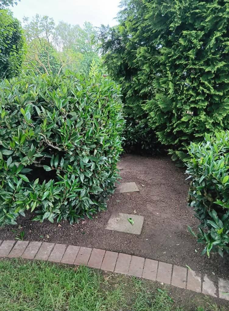 Kirschlorbeer & Thuja – Nachher