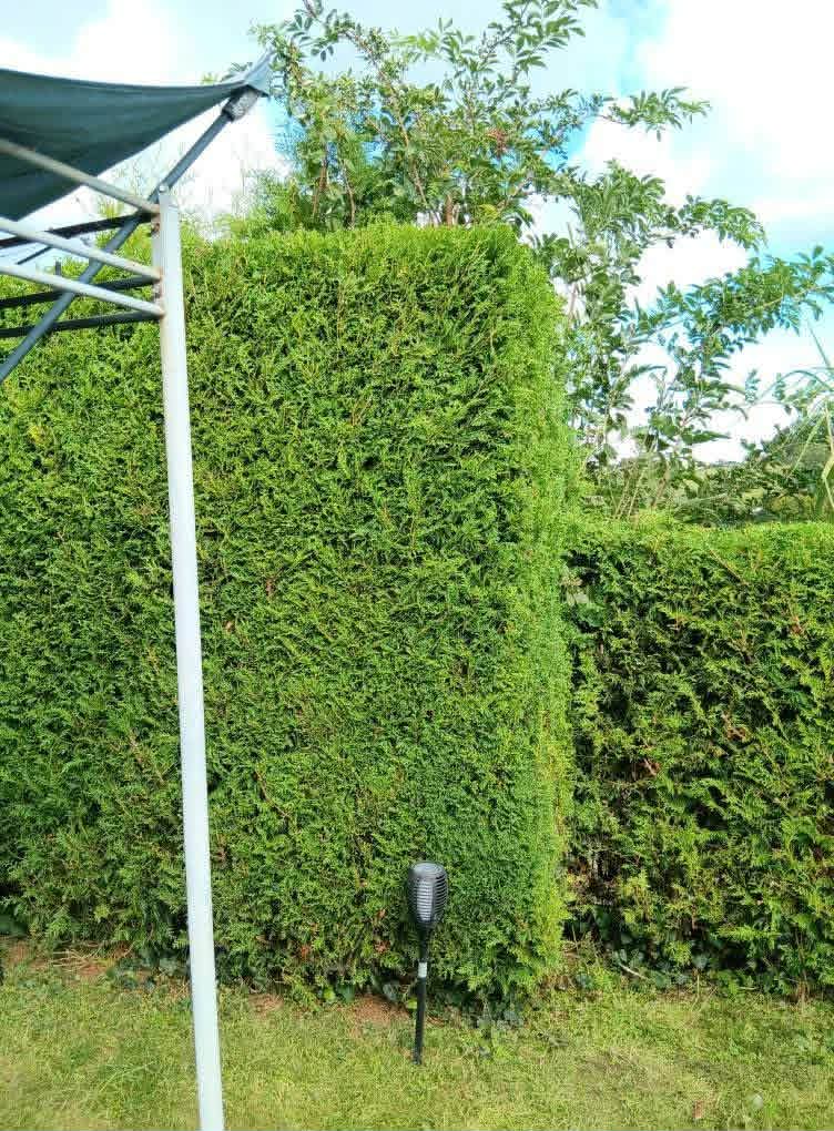 Thuja-Hecke Formschnitt – Nachher