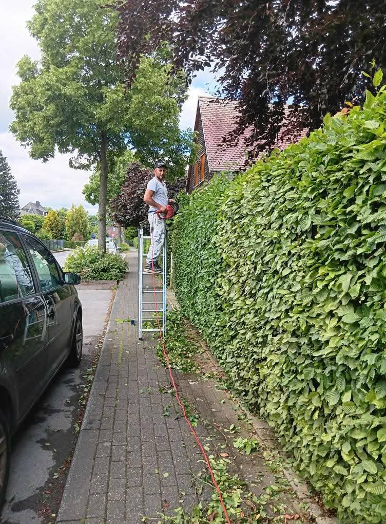Heckenschnitt Hainbuche – Vorher (in Arbeit)
