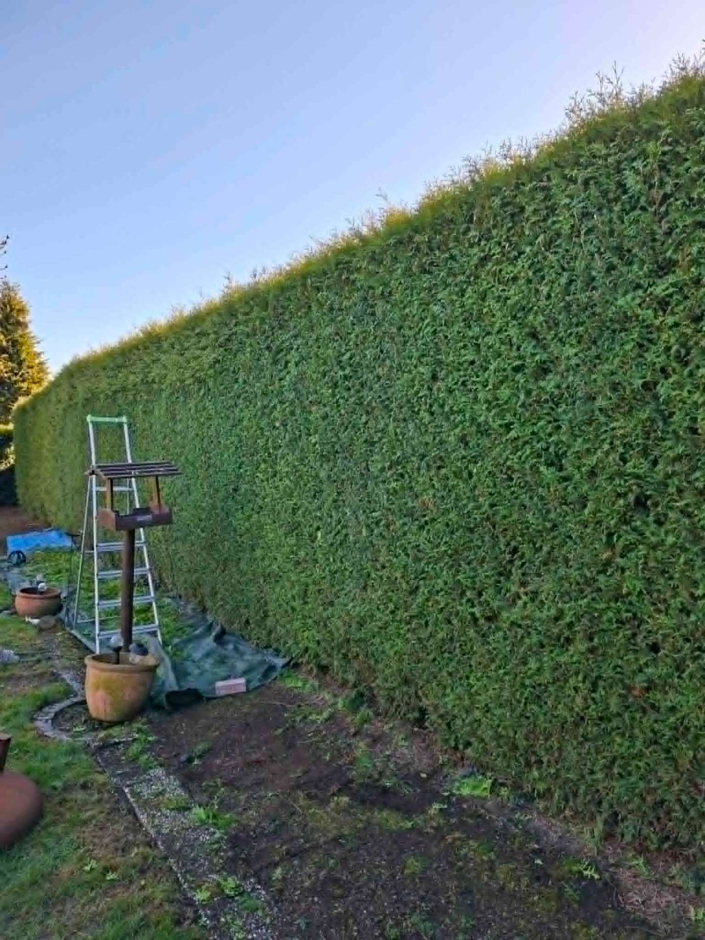 Heckenschnitt Thuja – Nachher