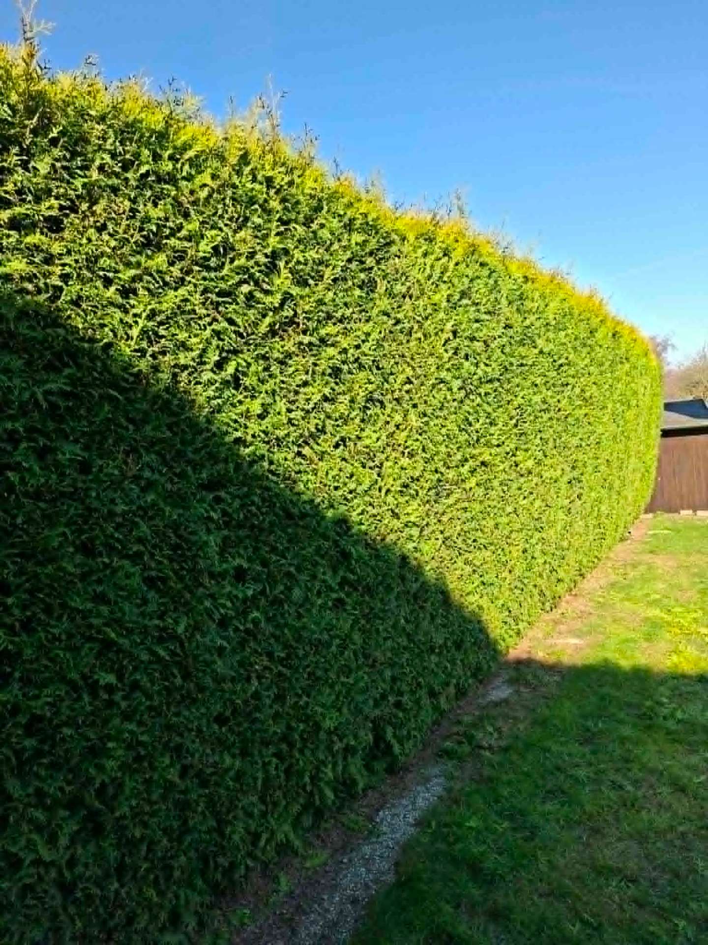 Formschnitt Hecke – Nachher